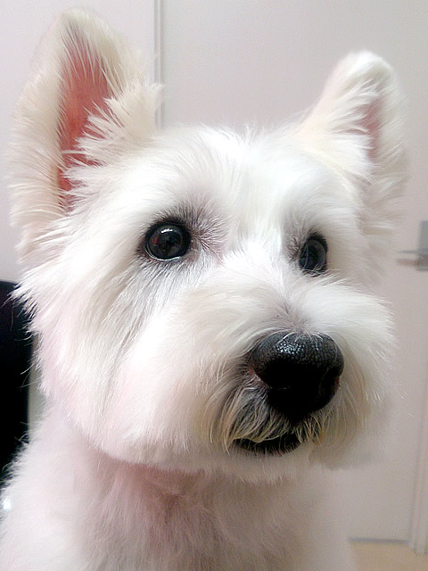 看板犬:グロブ