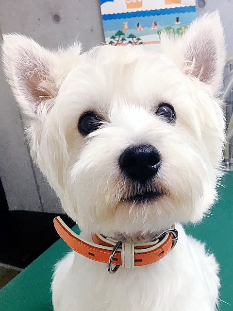 看板犬:ラクト
