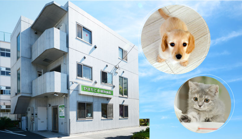 やまもと動物病院　竹ノ塚駅 犬・猫　駐車場3台